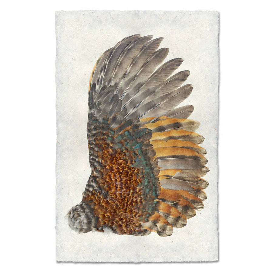 Rooster Wing (Right) - Feathers