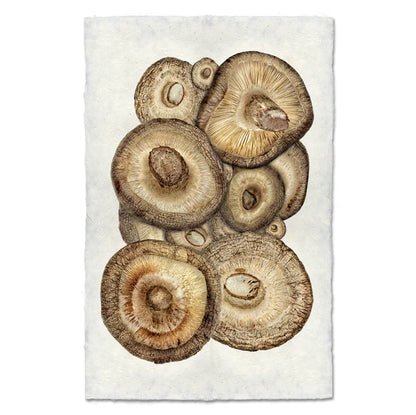 Shitake Mushroom