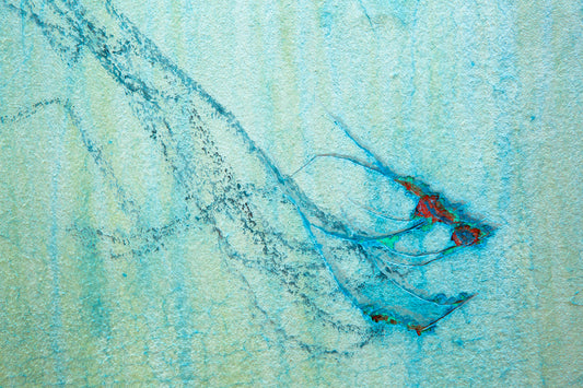 Osteichthyes by Scott Farrell