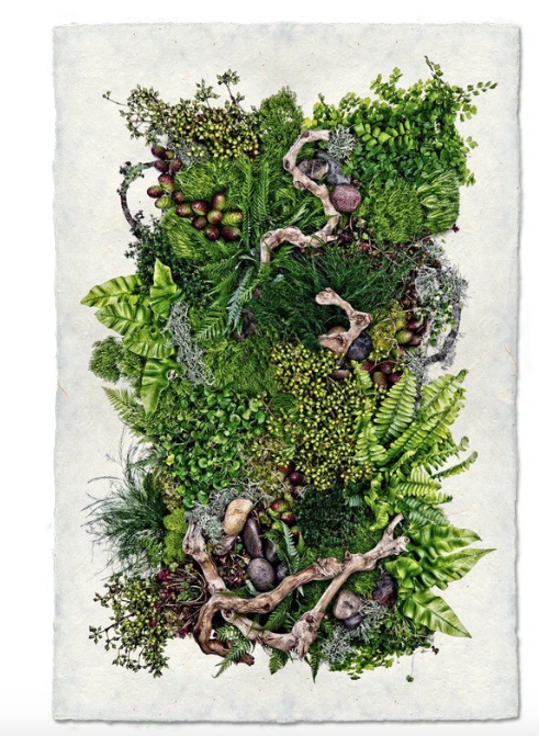 FOREST FLOOR (COLLECTIVE FERNS)