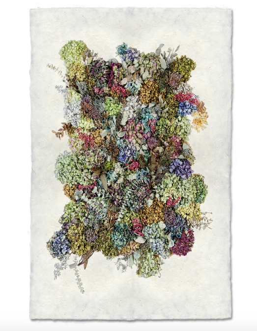 COLLECTIVE HYDRANGEAS