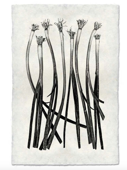 GREEN ONIONS
