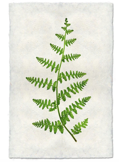 FERN #2