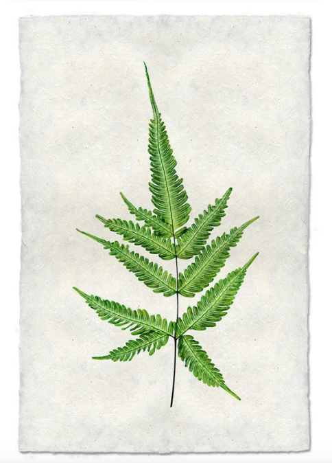 FERN #4