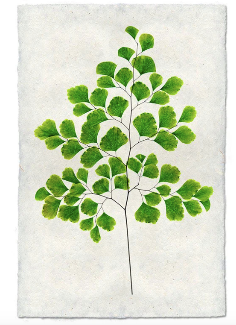 FERN #7