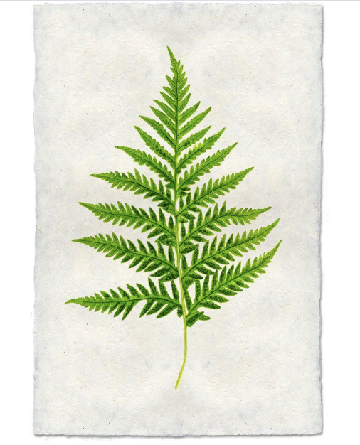 FERN #10