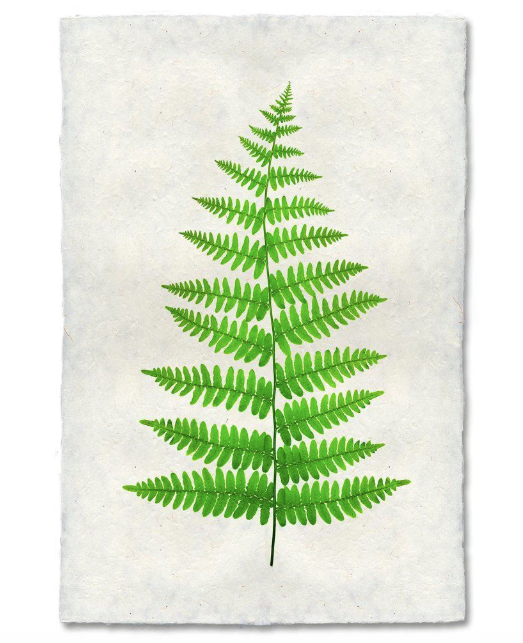 FERN #11