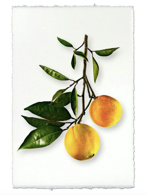 TWO ORANGES