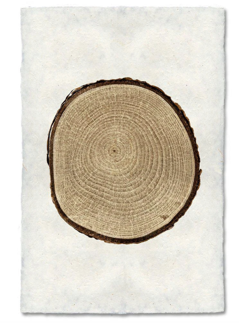 BIRCH TREE RING