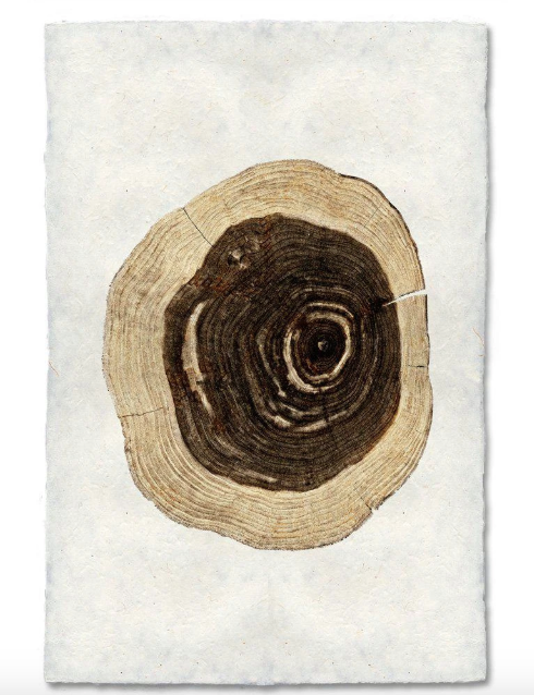 CEDAR TREE RING