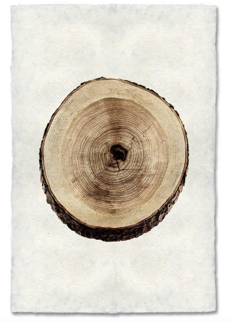 CHERRY TREE RING
