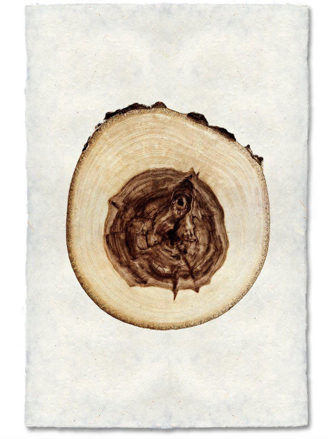 ELM TREE RING