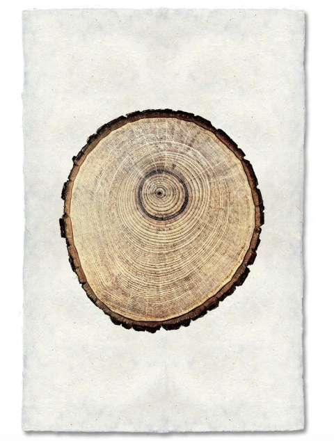 OAK TREE RING #2