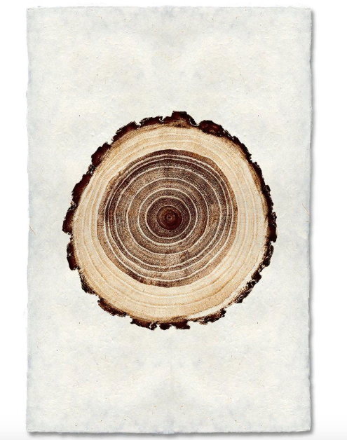 OAK TREE RING
