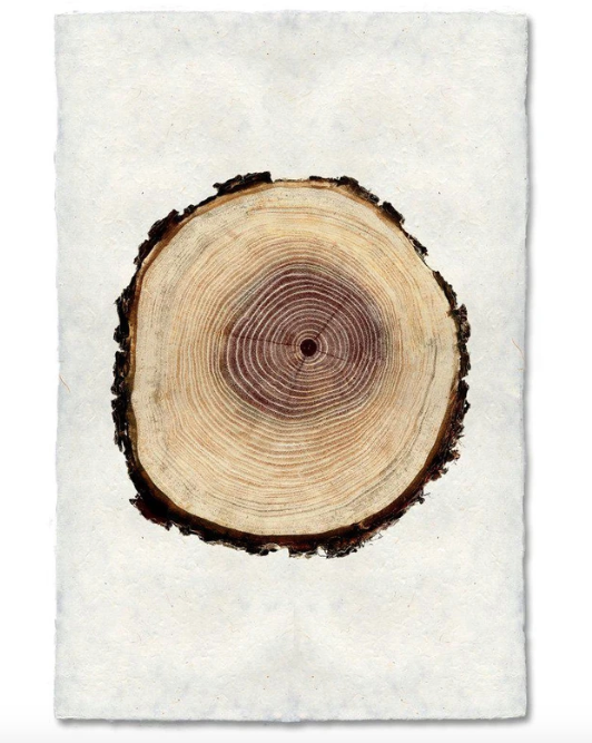 POPLAR TREE RING