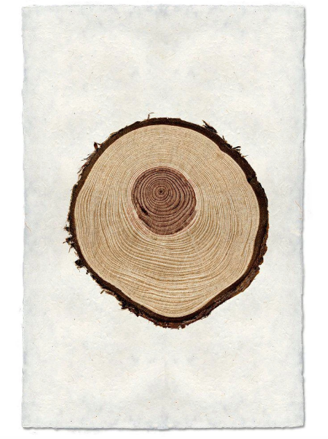 REDWOOD TREE RING