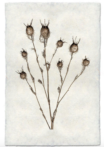 BULB