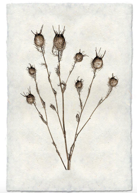 BULB