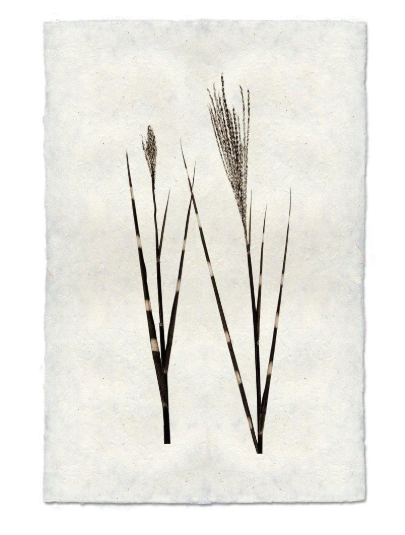 GRASS