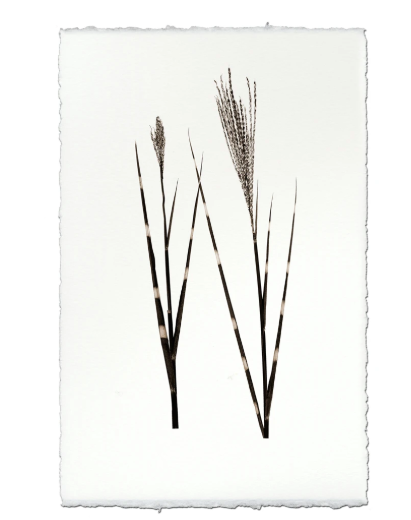 GRASS