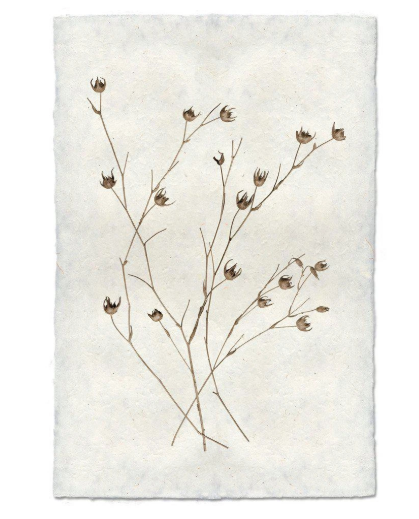 PETAL