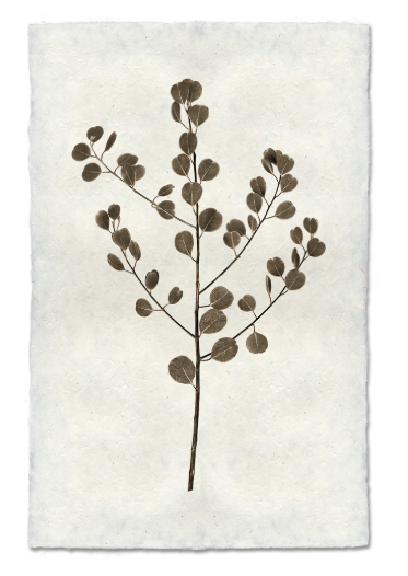 EUCALYPTUS #1