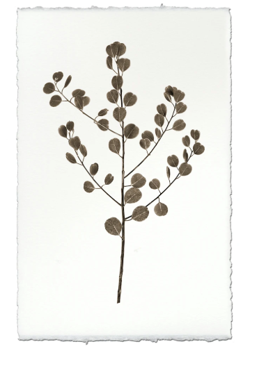 EUCALYPTUS #1