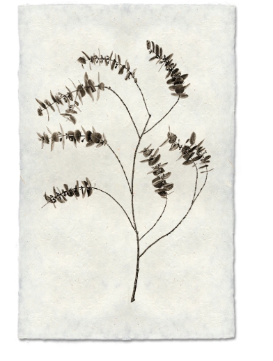 EUCALYPTUS #2