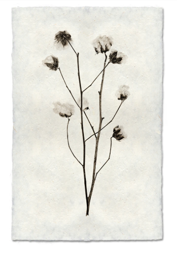 COTTON