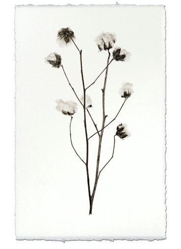COTTON