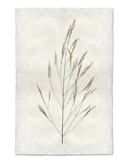 WHEAT