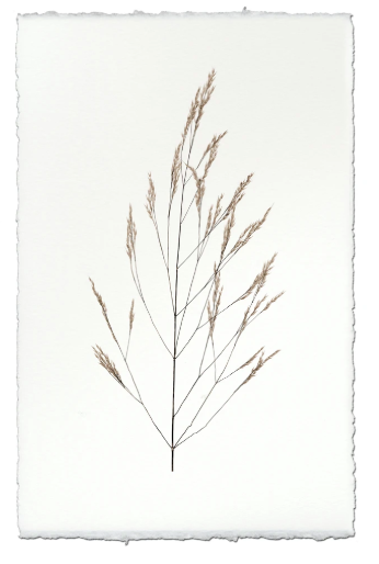 WHEAT