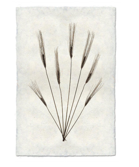 WHEAT #2