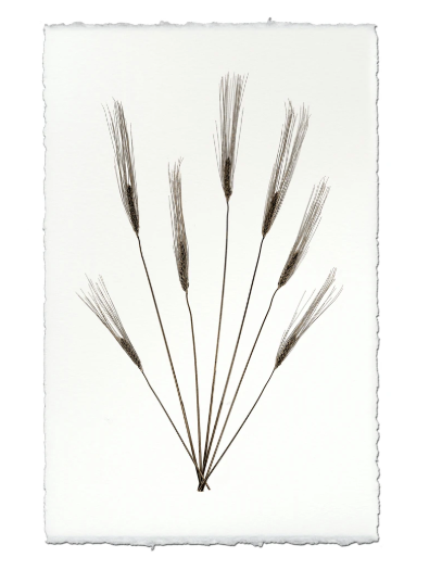 WHEAT #2