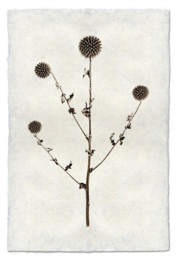 GLOBE THISTLE