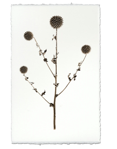 GLOBE THISTLE