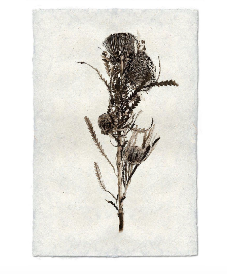 BANKSIA
