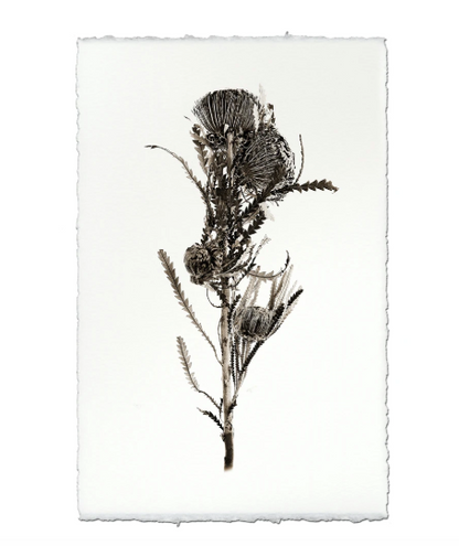 BANKSIA