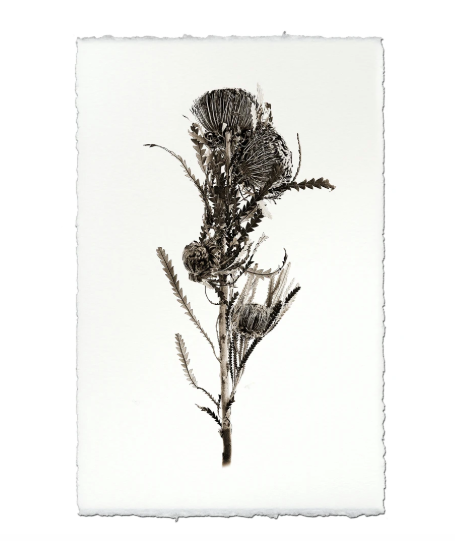 BANKSIA