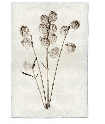 MILKWEED
