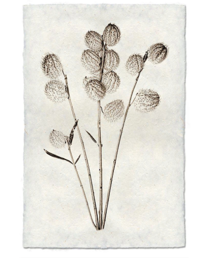 MILKWEED
