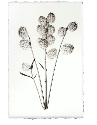 MILKWEED
