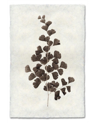 LEAF STUDY #1