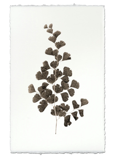 LEAF STUDY #1