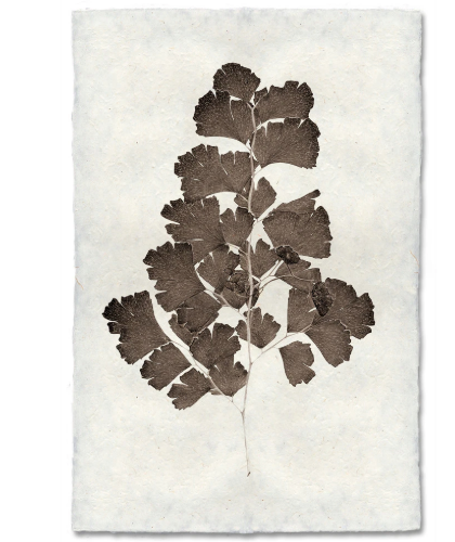 LEAF STUDY #2