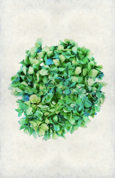 Hydrangea #1