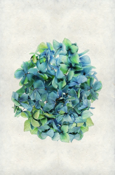 Hydrangeas #2
