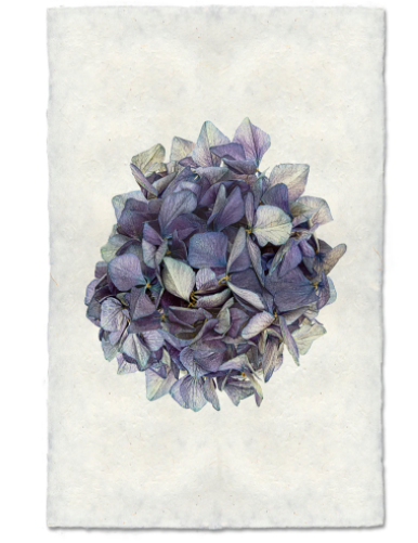 Hydrangeas #3