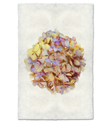 Hydrangeas #6