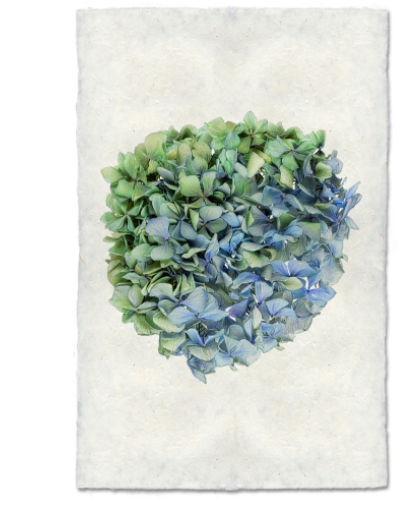 Hydrangeas #7